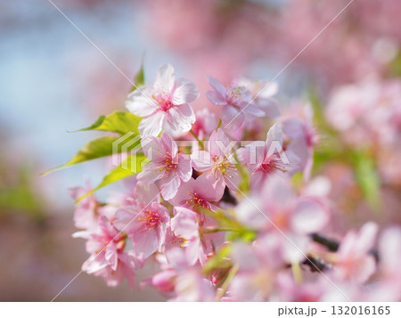 満開の河津桜 132016165