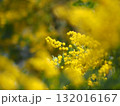 満開のミモザの花 132016167