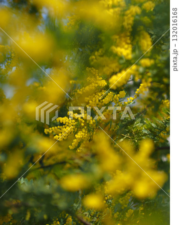 満開のミモザ 132016168
