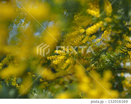 満開のミモザ 132016169