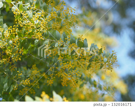 ミモザの蕾 132016171