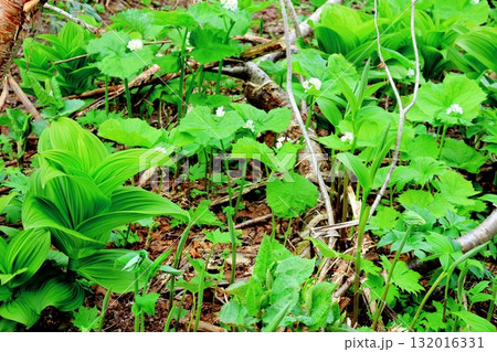 6月の栂池自然園 後編その2 春の栂池自然園 信州の自然 信州の景色 6月の栂池自然園 後編その2 春の栂池自然園 信州の自然 信州の景色 132016331