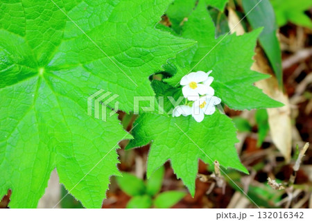 6月の栂池自然園 後編その2 春の栂池自然園 信州の自然 信州の景色 6月の栂池自然園 後編その2 春の栂池自然園 信州の自然 信州の景色 132016342