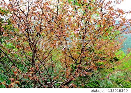 6月の栂池自然園 後編その2 春の栂池自然園 信州の自然 信州の景色 6月の栂池自然園 後編その2 春の栂池自然園 信州の自然 信州の景色 132016349