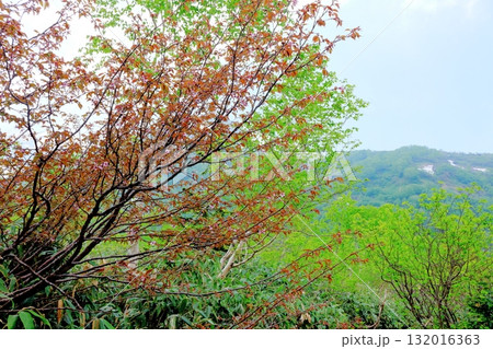 6月の栂池自然園 後編その2 春の栂池自然園 信州の自然 信州の景色 6月の栂池自然園 後編その2 春の栂池自然園 信州の自然 信州の景色 132016363