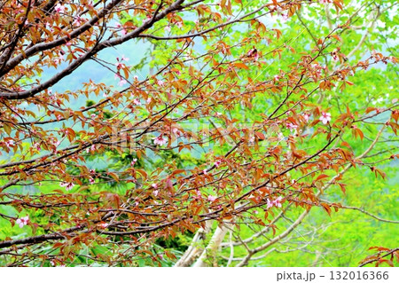 6月の栂池自然園 後編その2 春の栂池自然園 信州の自然 信州の景色 6月の栂池自然園 後編その2 春の栂池自然園 信州の自然 信州の景色 132016366