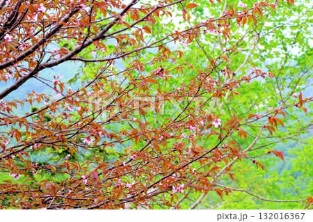 6月の栂池自然園 後編その2 春の栂池自然園 信州の自然 信州の景色 6月の栂池自然園 後編その2 春の栂池自然園 信州の自然 信州の景色 132016367