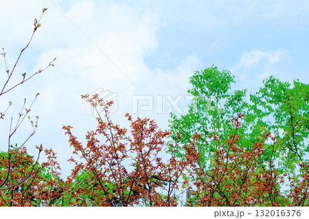 6月の栂池自然園 後編その2 春の栂池自然園 信州の自然 信州の景色 6月の栂池自然園 後編その2 春の栂池自然園 信州の自然 信州の景色 132016376