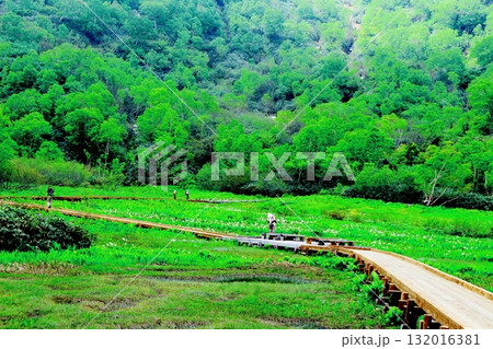 6月の栂池自然園　後編その2　　　　春の栂池自然園　　　信州の自然　　　信州の景色 132016381