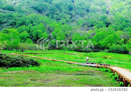 6月の栂池自然園　後編その2　　　　春の栂池自然園　　　信州の自然　　　信州の景色 132016382