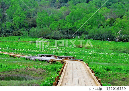 6月の栂池自然園 後編その2 春の栂池自然園 信州の自然 信州の景色 6月の栂池自然園 後編その2 春の栂池自然園 信州の自然 信州の景色 132016389