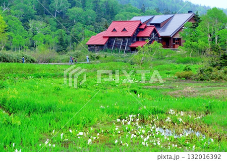 6月の栂池自然園　後編その2　　　　春の栂池自然園　　　信州の自然　　　信州の景色 132016392