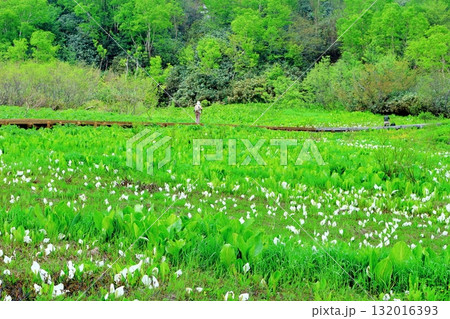 6月の栂池自然園　後編その2　　　　春の栂池自然園　　　信州の自然　　　信州の景色 132016393