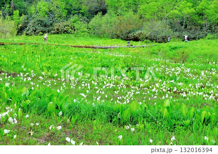 6月の栂池自然園　後編その2　　　　春の栂池自然園　　　信州の自然　　　信州の景色 132016394