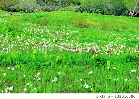 6月の栂池自然園　後編その2　　　　春の栂池自然園　　　信州の自然　　　信州の景色 132016396