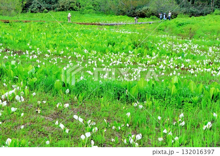 6月の栂池自然園　後編その2　　　　春の栂池自然園　　　信州の自然　　　信州の景色 132016397