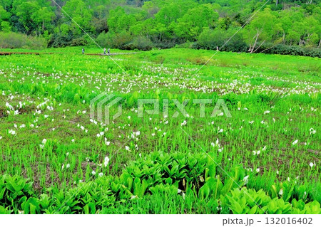 6月の栂池自然園　後編その2　　　　春の栂池自然園　　　信州の自然　　　信州の景色 132016402