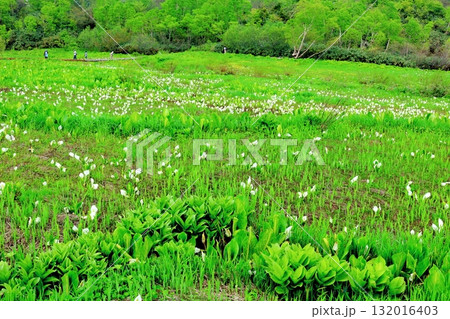 6月の栂池自然園　後編その2　　　　春の栂池自然園　　　信州の自然　　　信州の景色 132016403