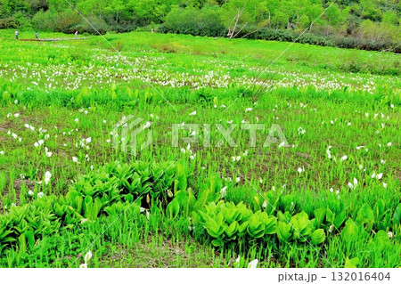 6月の栂池自然園　後編その2　　　　春の栂池自然園　　　信州の自然　　　信州の景色 132016404