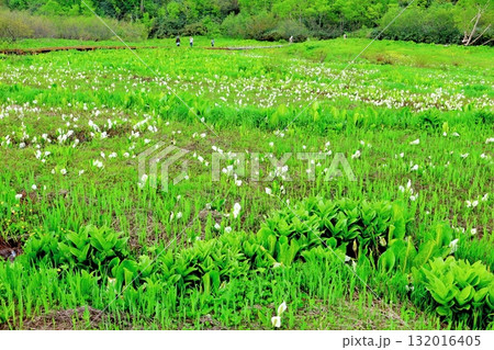 6月の栂池自然園　後編その2　　　　春の栂池自然園　　　信州の自然　　　信州の景色 132016405