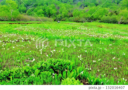 6月の栂池自然園 後編その2 春の栂池自然園 信州の自然 信州の景色 6月の栂池自然園 後編その2 春の栂池自然園 信州の自然 信州の景色 132016407