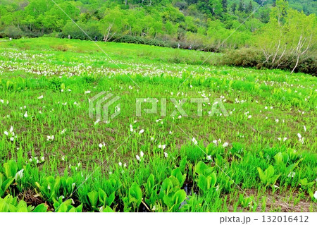 6月の栂池自然園 後編その2 春の栂池自然園 信州の自然 信州の景色 6月の栂池自然園 後編その2 春の栂池自然園 信州の自然 信州の景色 132016412