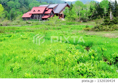 6月の栂池自然園 後編その2 春の栂池自然園 信州の自然 信州の景色 6月の栂池自然園 後編その2 春の栂池自然園 信州の自然 信州の景色 132016414