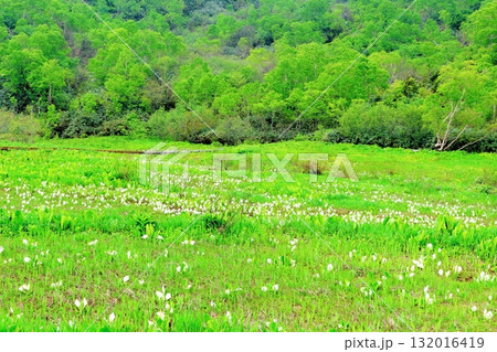 6月の栂池自然園　後編その2　　　　春の栂池自然園　　　信州の自然　　　信州の景色 132016419