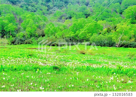 6月の栂池自然園 後編その2 春の栂池自然園 信州の自然 信州の景色 6月の栂池自然園 後編その2 春の栂池自然園 信州の自然 信州の景色 132016583