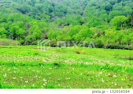 6月の栂池自然園 後編その2 春の栂池自然園 信州の自然 信州の景色 6月の栂池自然園 後編その2 春の栂池自然園 信州の自然 信州の景色 132016584