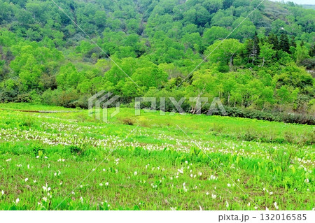 6月の栂池自然園 後編その2 春の栂池自然園 信州の自然 信州の景色 6月の栂池自然園 後編その2 春の栂池自然園 信州の自然 信州の景色 132016585
