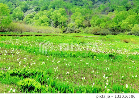 6月の栂池自然園　後編その2　　　　春の栂池自然園　　　信州の自然　　　信州の景色 132016586