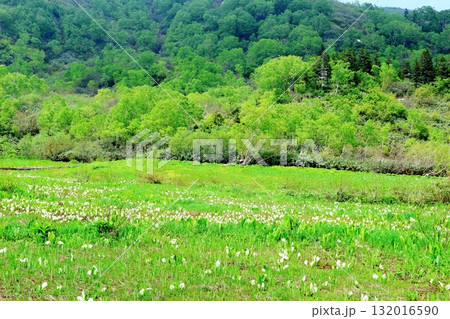6月の栂池自然園 後編その2 春の栂池自然園 信州の自然 信州の景色 6月の栂池自然園 後編その2 春の栂池自然園 信州の自然 信州の景色 132016590