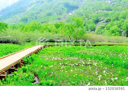 6月の栂池自然園 後編その2 春の栂池自然園 信州の自然 信州の景色 6月の栂池自然園 後編その2 春の栂池自然園 信州の自然 信州の景色 132016591