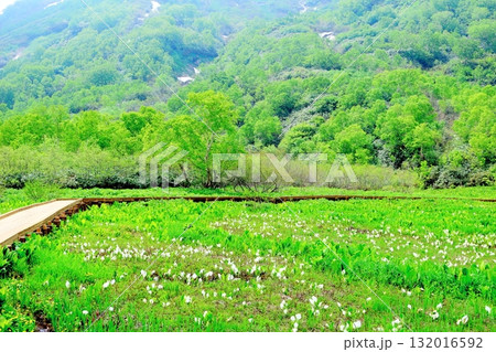 6月の栂池自然園 後編その2 春の栂池自然園 信州の自然 信州の景色 6月の栂池自然園 後編その2 春の栂池自然園 信州の自然 信州の景色 132016592