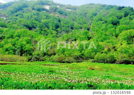 6月の栂池自然園 後編その2 春の栂池自然園 信州の自然 信州の景色 6月の栂池自然園 後編その2 春の栂池自然園 信州の自然 信州の景色 132016598