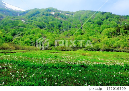 6月の栂池自然園　後編その2　　　　春の栂池自然園　　　信州の自然　　　信州の景色 132016599