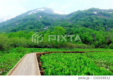 6月の栂池自然園 後編その2 春の栂池自然園 信州の自然 信州の景色 6月の栂池自然園 後編その2 春の栂池自然園 信州の自然 信州の景色 132016612