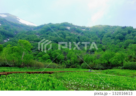 6月の栂池自然園 後編その2 春の栂池自然園 信州の自然 信州の景色 6月の栂池自然園 後編その2 春の栂池自然園 信州の自然 信州の景色 132016613