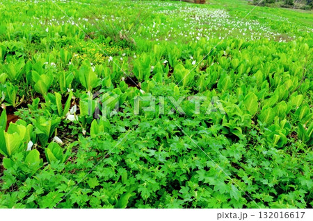6月の栂池自然園 後編その2 春の栂池自然園 信州の自然 信州の景色 6月の栂池自然園 後編その2 春の栂池自然園 信州の自然 信州の景色 132016617