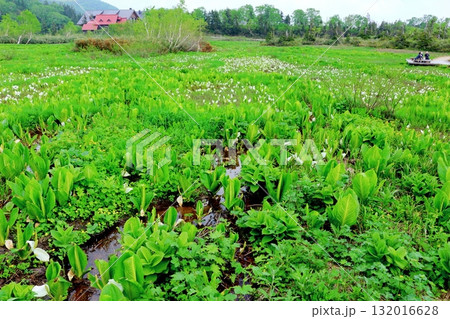 6月の栂池自然園　後編その2　　　　春の栂池自然園　　　信州の自然　　　信州の景色 132016628