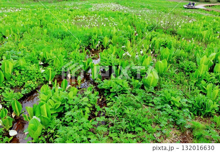 6月の栂池自然園　後編その2　　　　春の栂池自然園　　　信州の自然　　　信州の景色 132016630