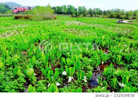 6月の栂池自然園　後編その2　　　　春の栂池自然園　　　信州の自然　　　信州の景色 132016638