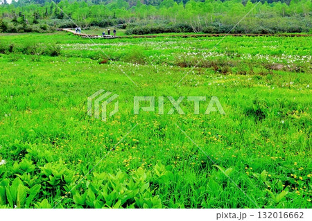 6月の栂池自然園　後編その2　　　　春の栂池自然園　　　信州の自然　　　信州の景色 132016662