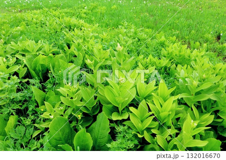 6月の栂池自然園　後編その2　　　　春の栂池自然園　　　信州の自然　　　信州の景色 132016670
