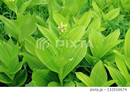 6月の栂池自然園　後編その2　　　　春の栂池自然園　　　信州の自然　　　信州の景色 132016674