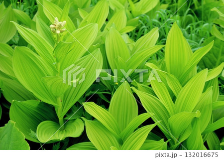 6月の栂池自然園　後編その2　　　　春の栂池自然園　　　信州の自然　　　信州の景色 132016675