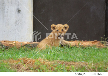 ライオンの赤ちゃんの視線 132016696