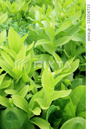 6月の栂池自然園 後編その2 春の栂池自然園 信州の自然 信州の景色 6月の栂池自然園 後編その2 春の栂池自然園 信州の自然 信州の景色 132016723