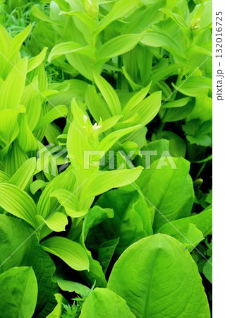 6月の栂池自然園 後編その2 春の栂池自然園 信州の自然 信州の景色 6月の栂池自然園 後編その2 春の栂池自然園 信州の自然 信州の景色 132016725